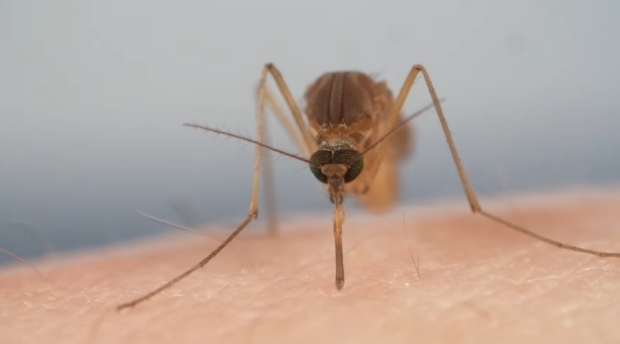 Комары находят оптимальное место для укуса за счет специальных рецепторов.