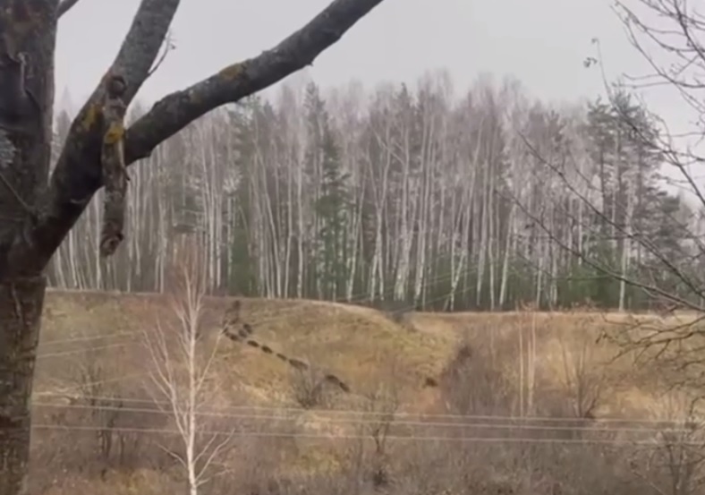    Группа целенаправленно шла под руководством самки в поисках пропитания