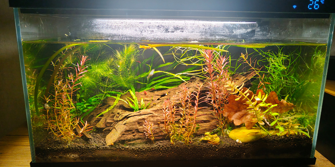 Показываю своё добро - 4 моих аквариума-травника.