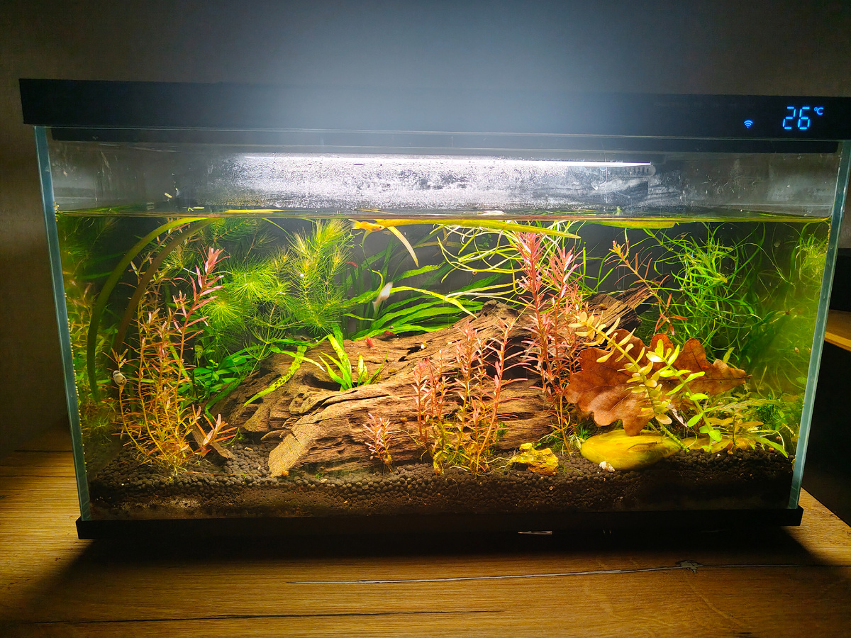 Население: креветки АМАНО (caridina), креветки вишни (neocaridina), гуппи эндлера.