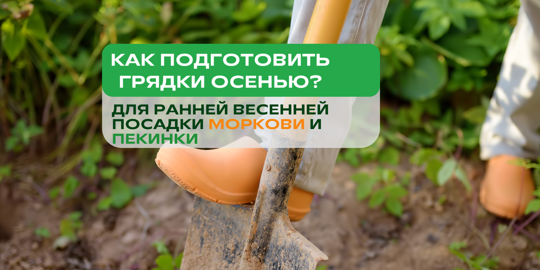 Как подготовить грядки осенью для ранней весенней посадки моркови и пекинской капусты