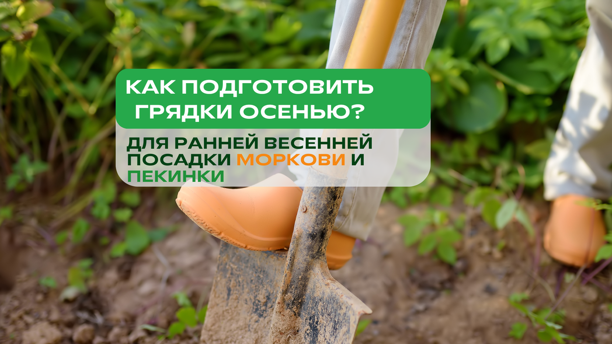Осень — лучшее время заложить основу для раннего урожая. Если подготовить грядки сейчас, весной останется только посеять — без суеты и холодной грязи.