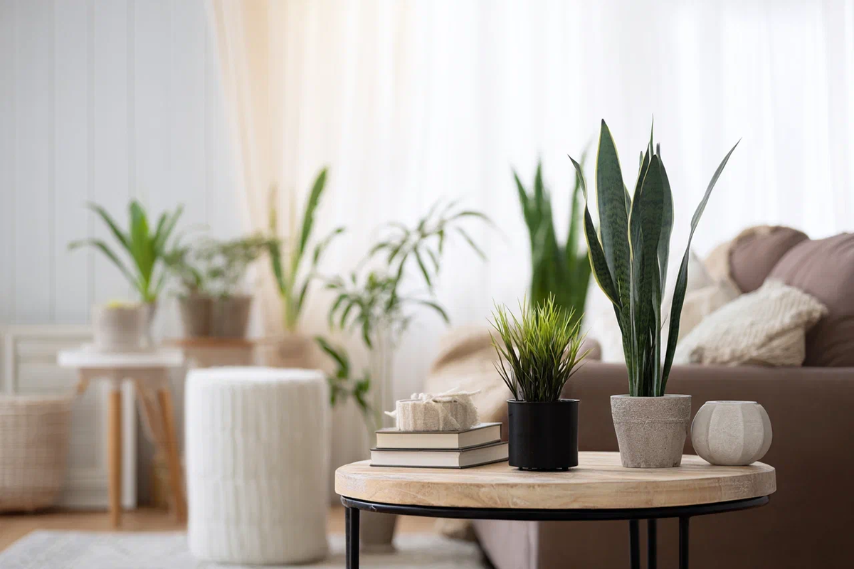 Арендовать растения