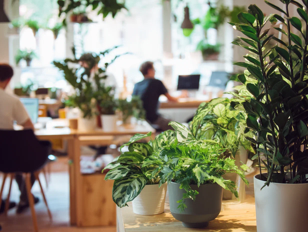 Растения ддя аренды