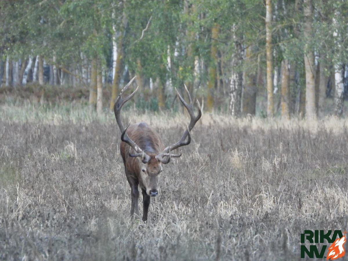 Завораживающе прекрасен