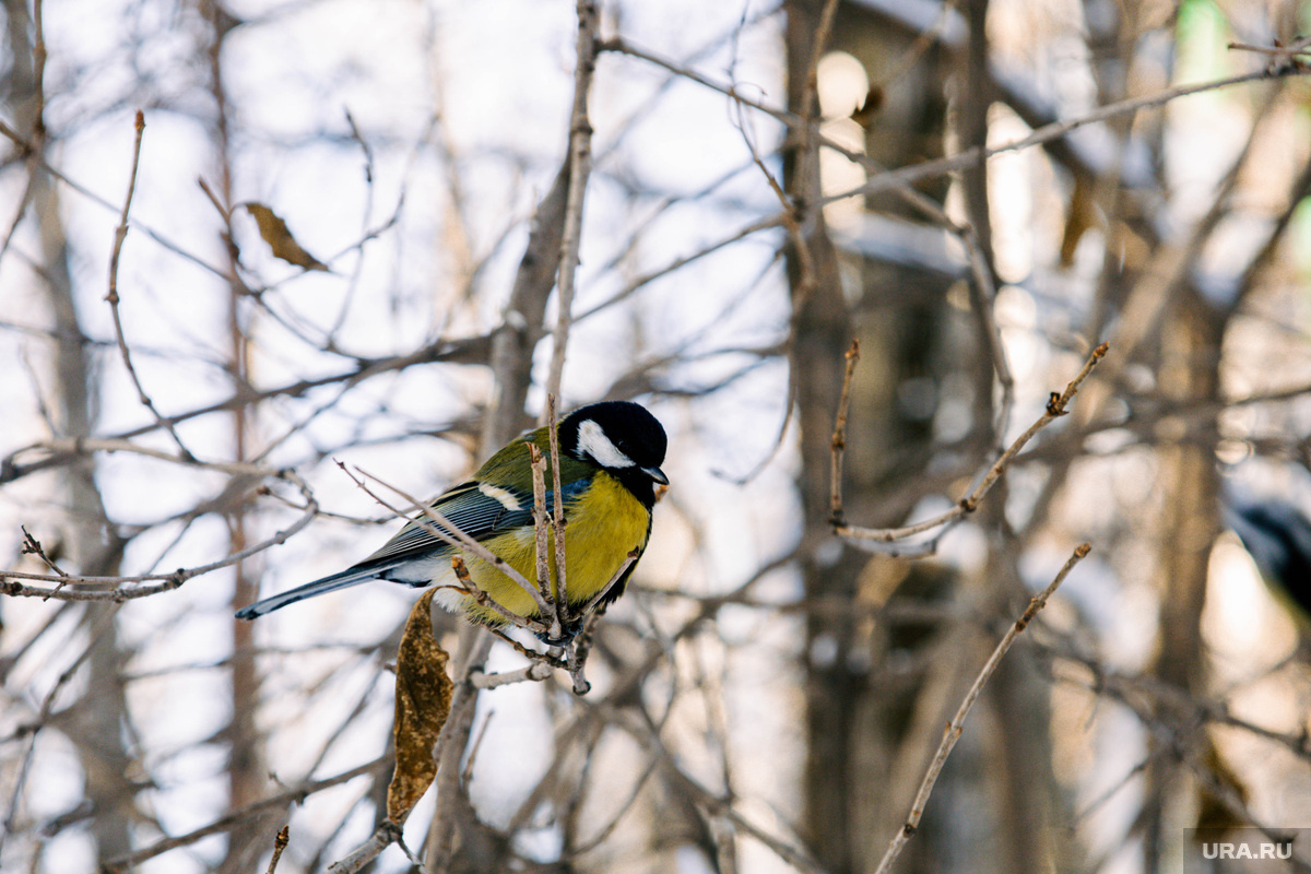 В этот день особое внимание уделяли синицам. Фото: Анастасия Соргина © URA.RU
