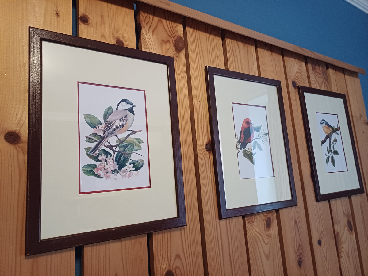 Птицы в рамках. Фото автора.