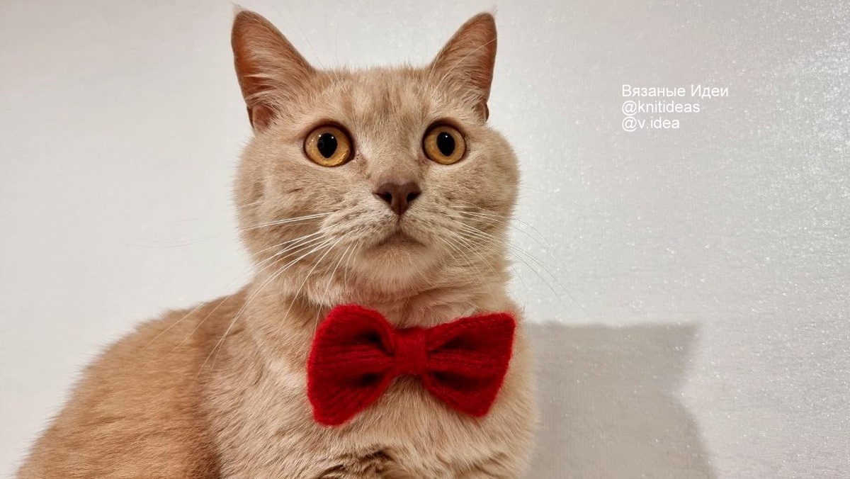 Персик не в восторге от этой затеи 