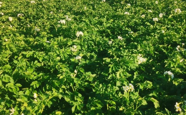    Фото: Лукьянов Дмитрий, AgroXXI.ru