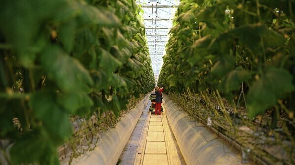    © Sputnik / Виталий Тимкив