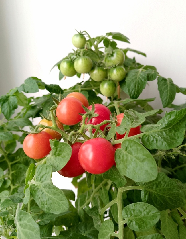 Маловато, но как необычно и красочно смотрятся зимой на подоконнике