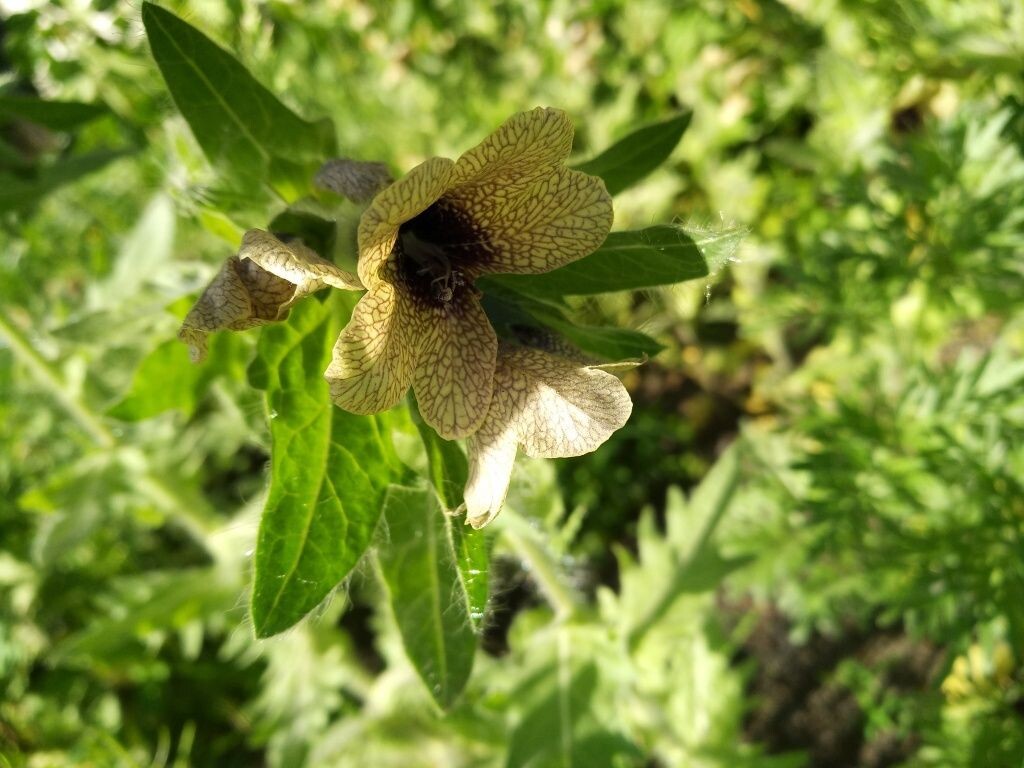 Цветение белены 