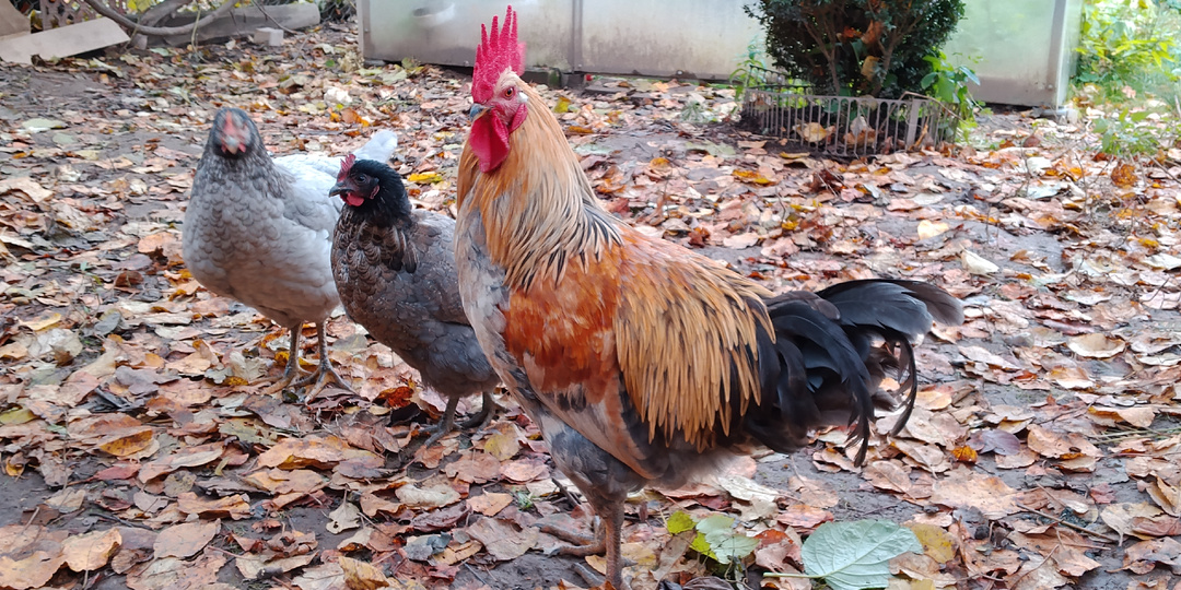 Когда бывает пик яйценоскости у кур?