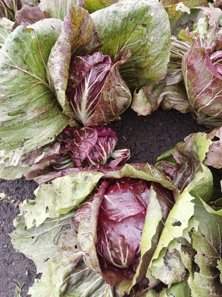  Хорошо переносит жару