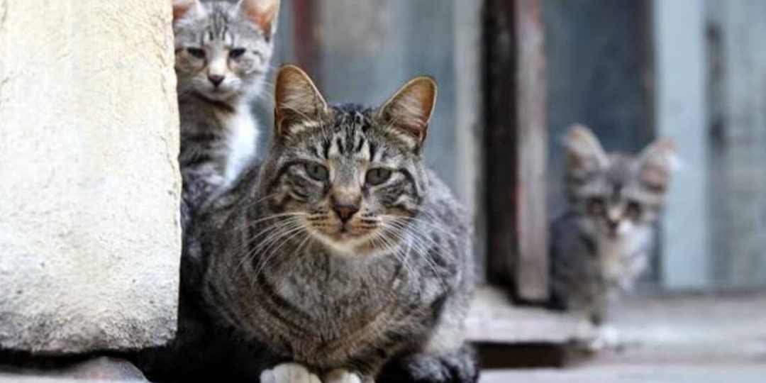 Вчера домашняя, а сегодня - бездомная кошка с котятами, выживали под чужим крыльцом