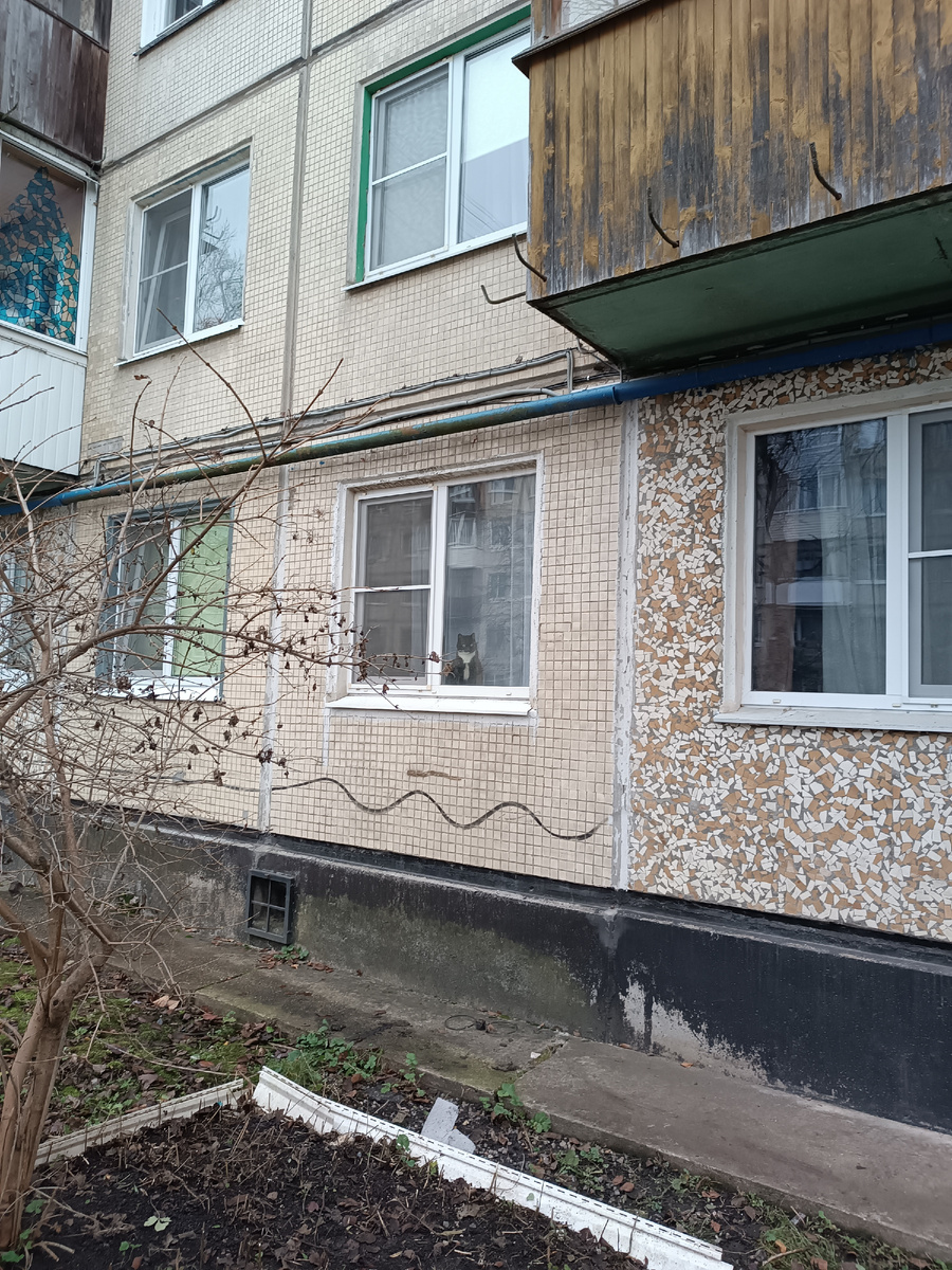 Котик практически каждый день наблюдает за Джеком 