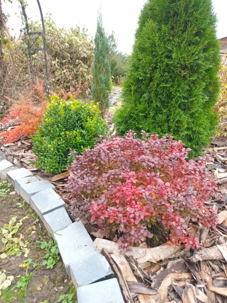 Хозяйка сада в интерьере отдает предпочтение деревьям и красивым кустарникам.