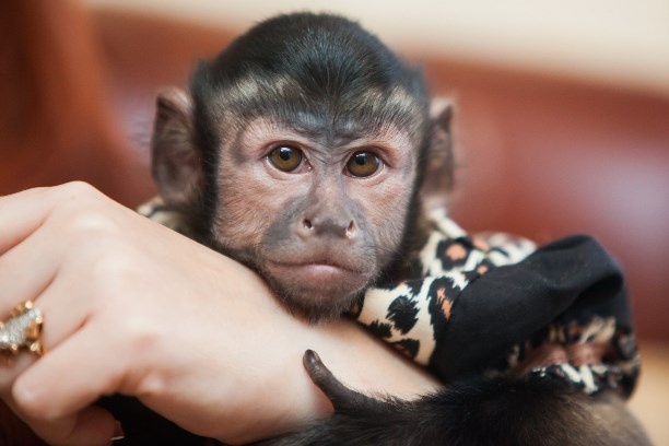 Именно эти умные глаза заставляют нас влюбляться в них с первого взгляда. Но что скрывается за этой милой внешностью? На фото бурый капуцин.