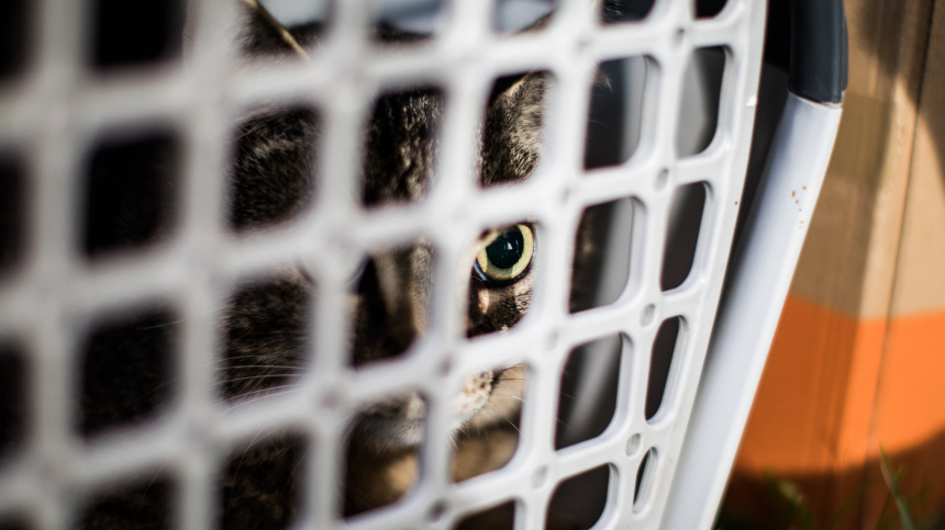    Фото: www.globallookpress.com/Marcel Kusch