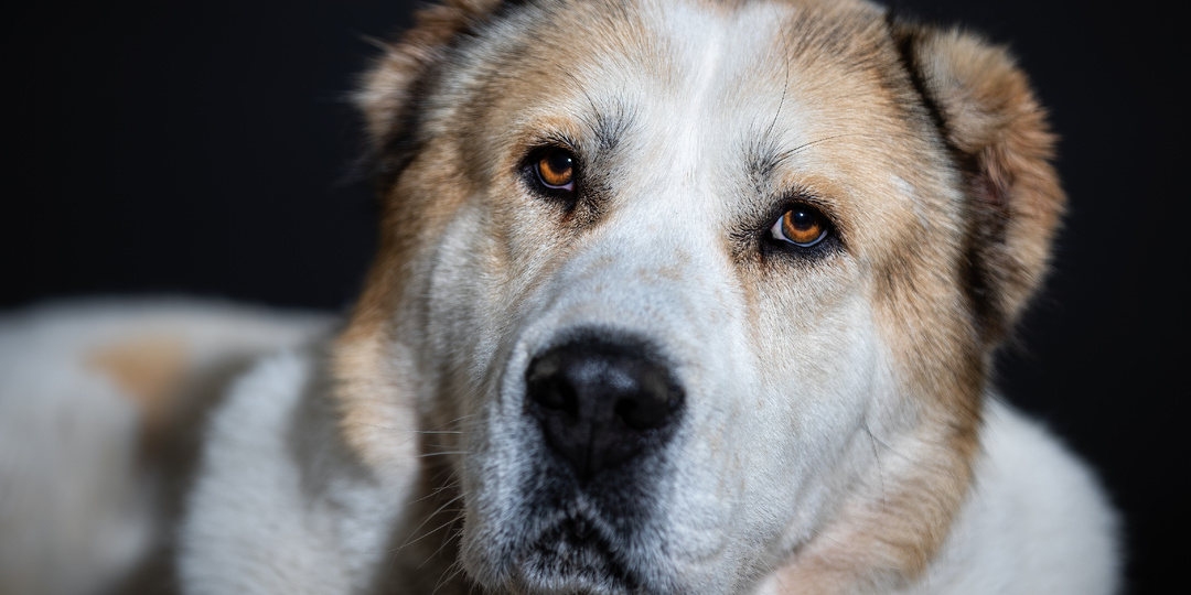 Алабай (среднеазиатская овчарка): особенности породы