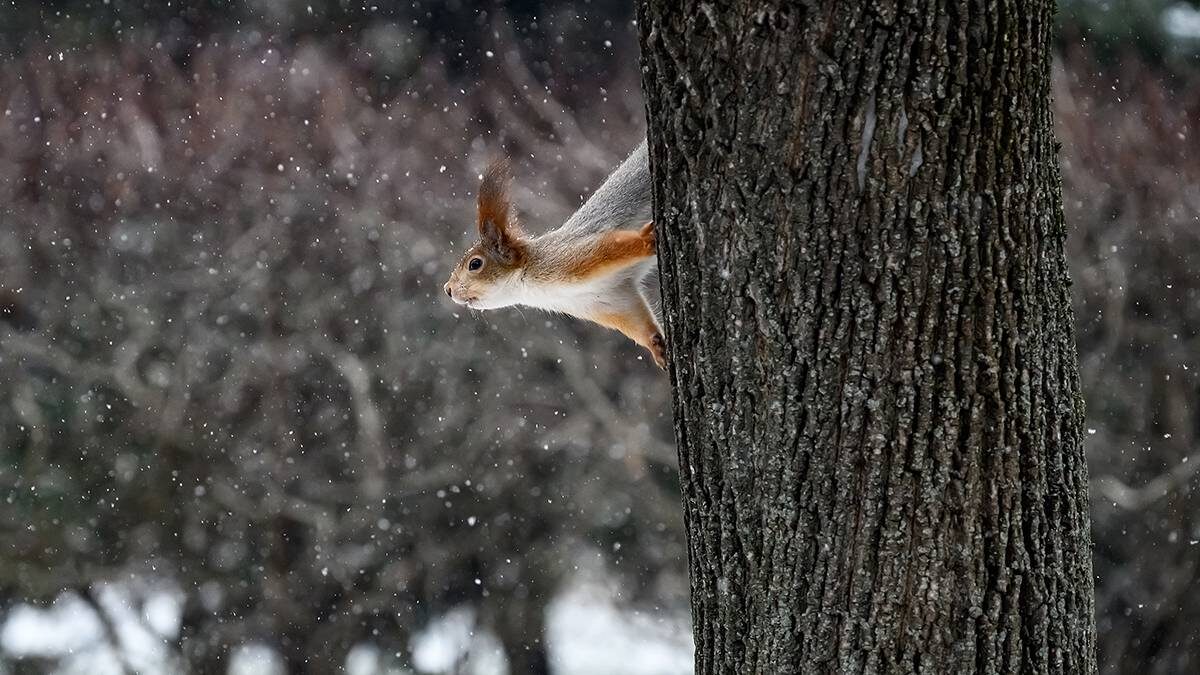   Фото: Дмитрий Дубинский / Вечерняя Москва