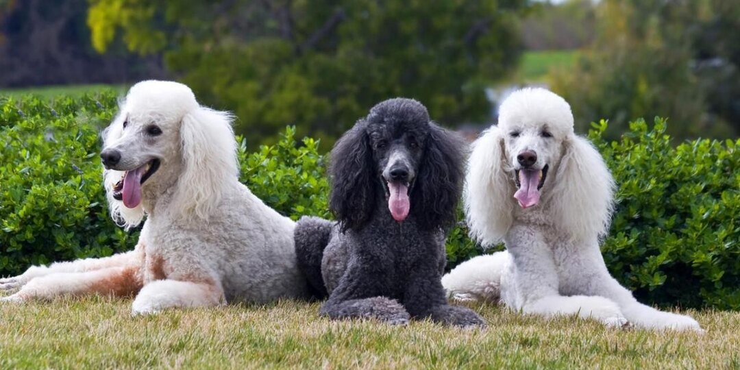 Породы собак, которые почти не линяют