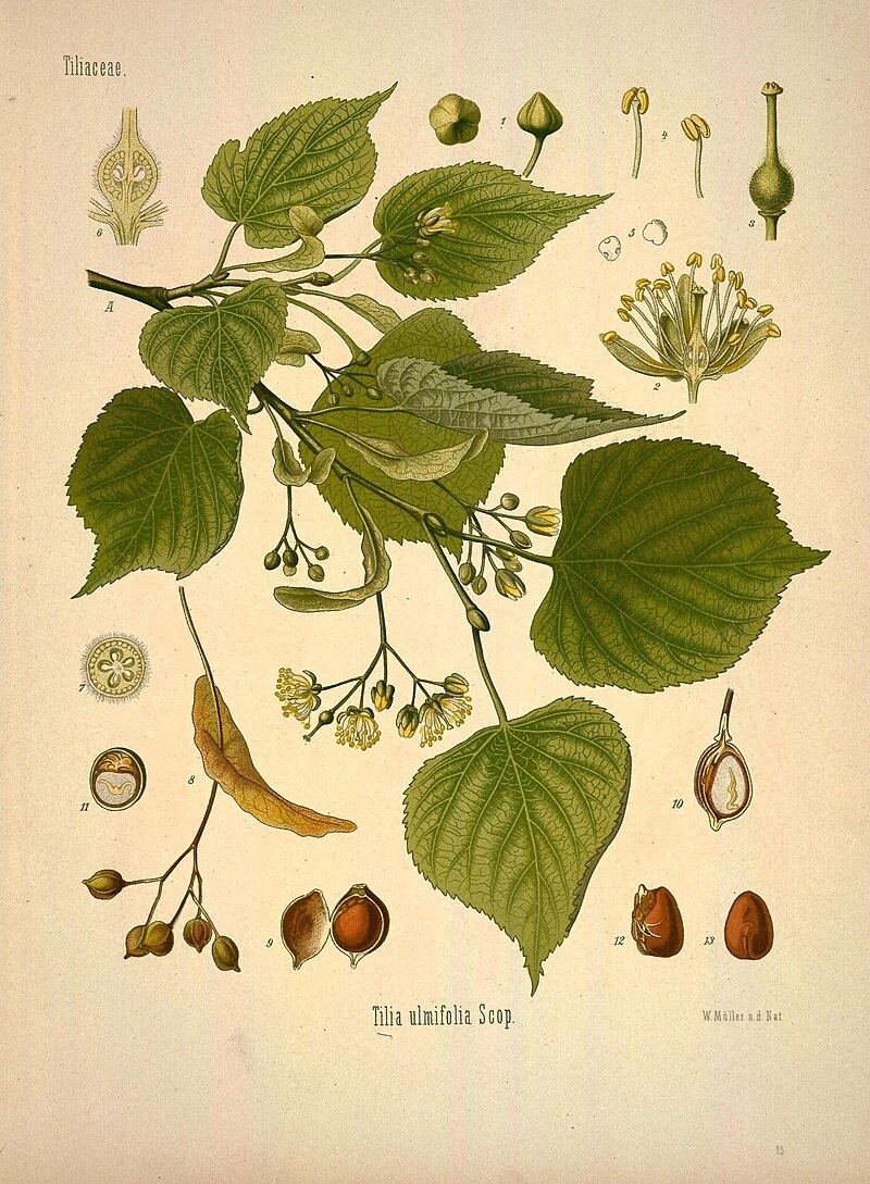 Липа сердцевидная (также используются видовые названия липа сердцелистная и липа мелколистная) – широко распространенное в Европе дерево. Ботаническая иллюстрация из книги Köhler’s Medizinal-Pflanzen, 1887 год