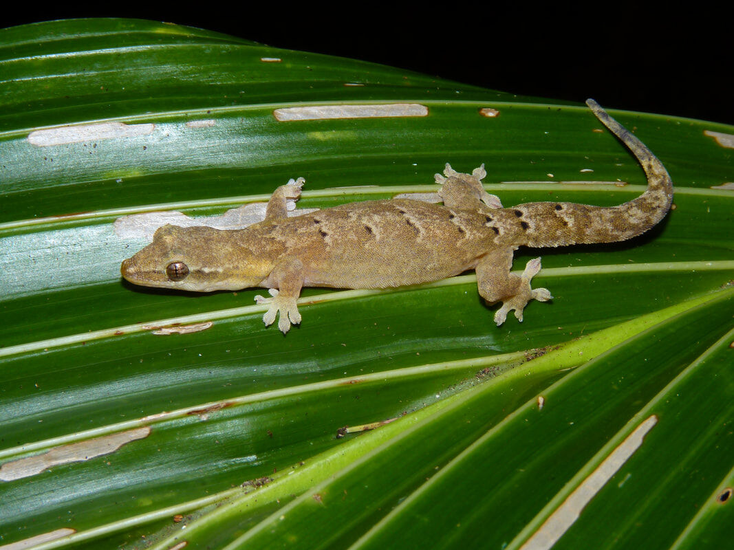 Знакомьтесь, это траурный геккон — крошечное создание с огромным секретом!
