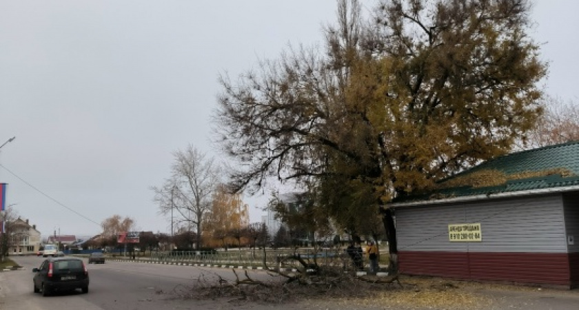    В Лисках упавшее дерево перегородило дорогу и оборвало провода