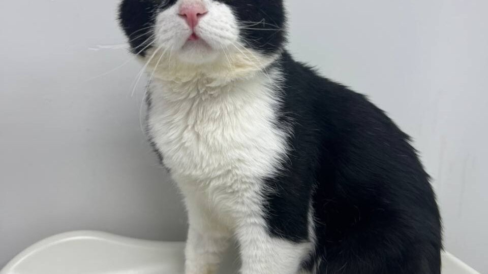 У волонтера онкология — она умоляет забрать у нее спасенного кота