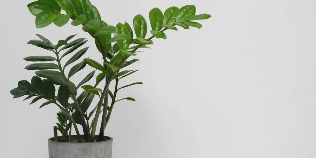 Поможет отвар одного овоща — чем «напоить» замиокулькас