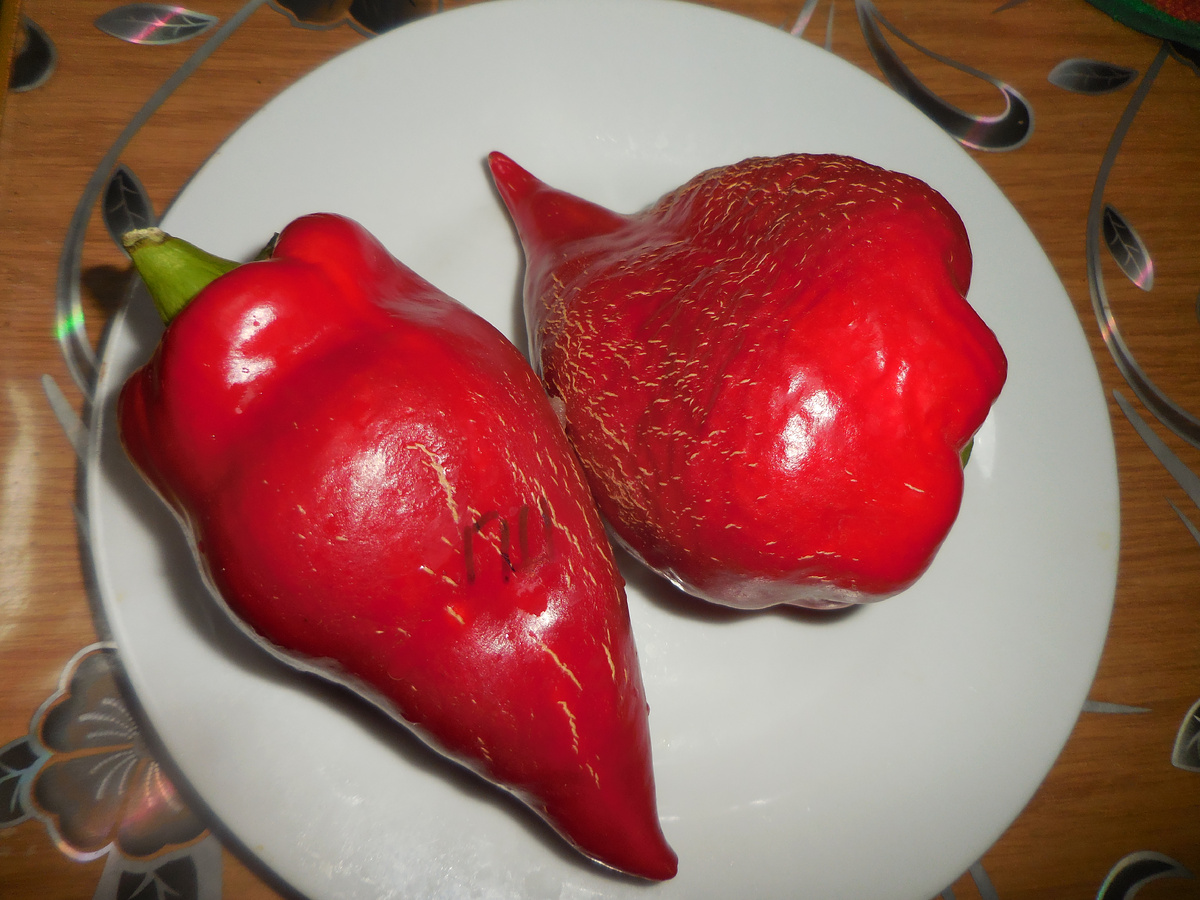 Георгеску "шоколадный", фото 2023 года