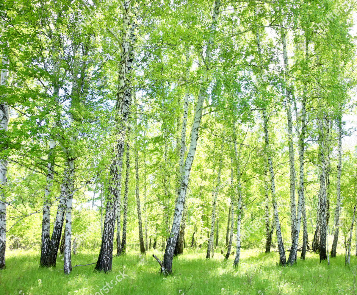 Вы шумите, шумите надо мною берёзы...