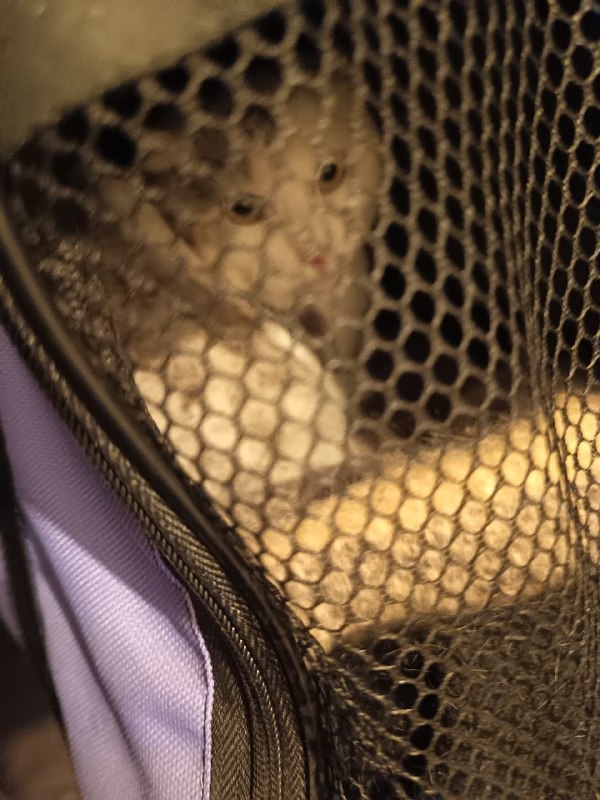 Испуганный в неивестном месте по непонятной причине.  Фото из архива автора