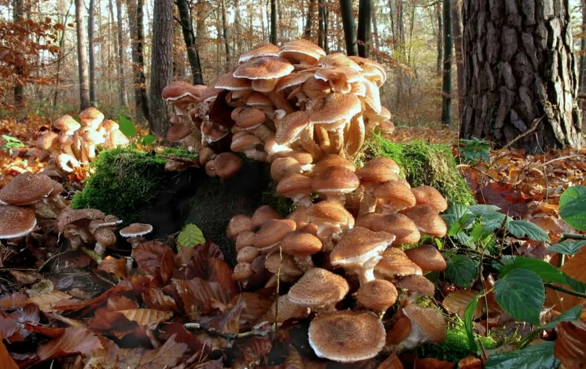 Armillaria ostoyae