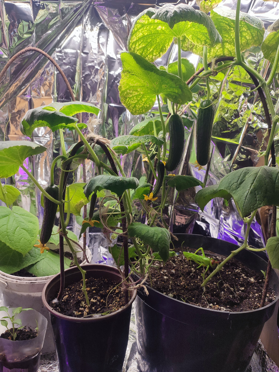 Прошлогодний зимний огородик 