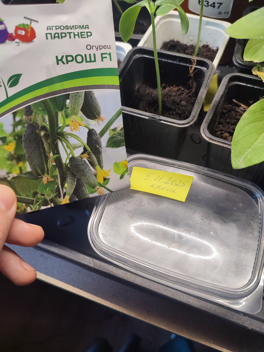 Замочены 5 ноября 