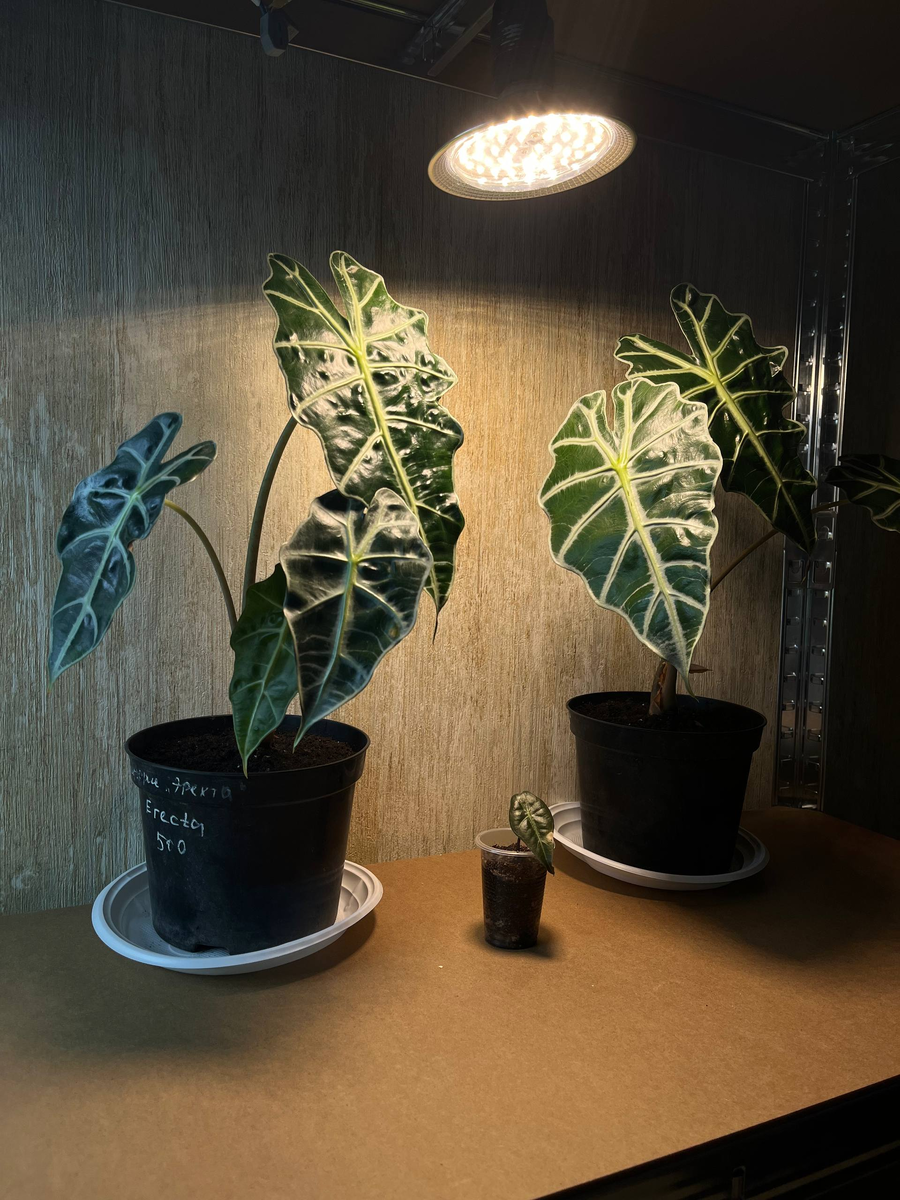 Такие вот крупные красотки по 500р каждая