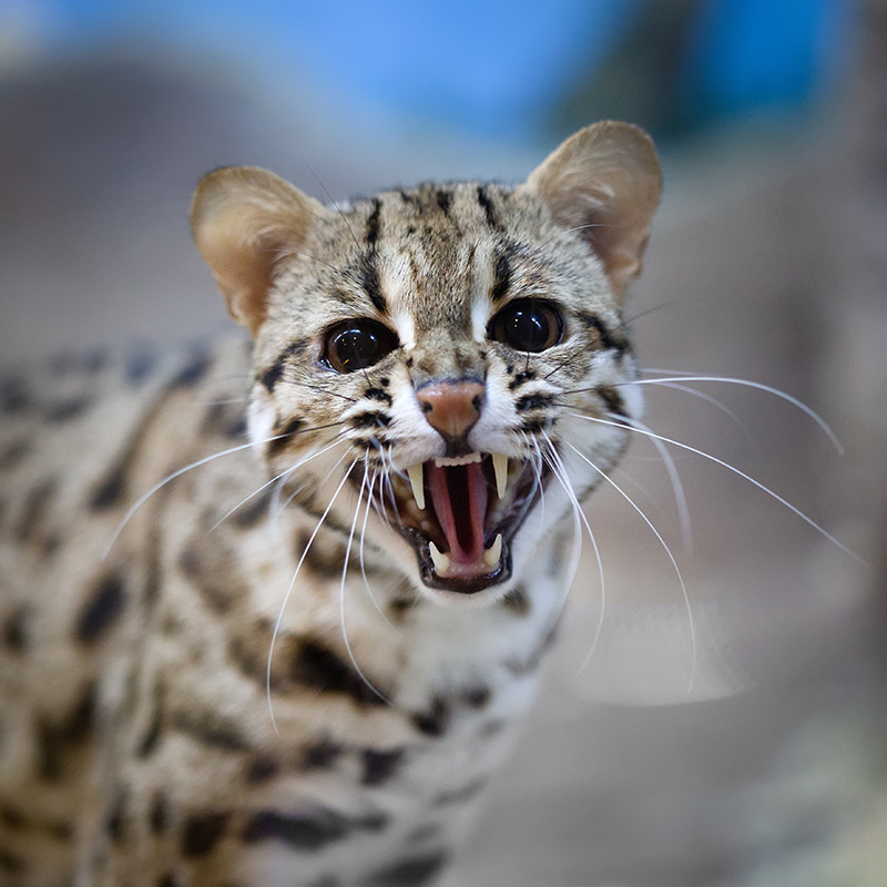 Загляните в эти глаза: это не просто кошка, это потомок диких хищников, и она готова рассказать вам свою историю.