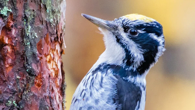 Фото: Алена Бобрович