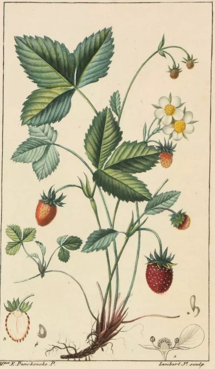Земляника лесная (Fragaria vesca). Ботаническая иллюстрация. Иллюстрация из книги: Chaumeton F. P. Flore médicale. Turpin, 1816.