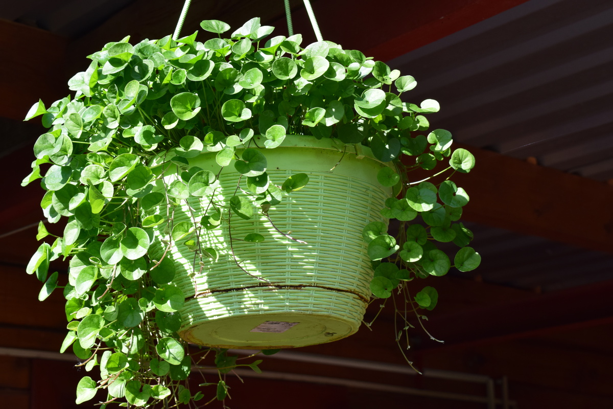 а это зеленая дихондра(фото автора)