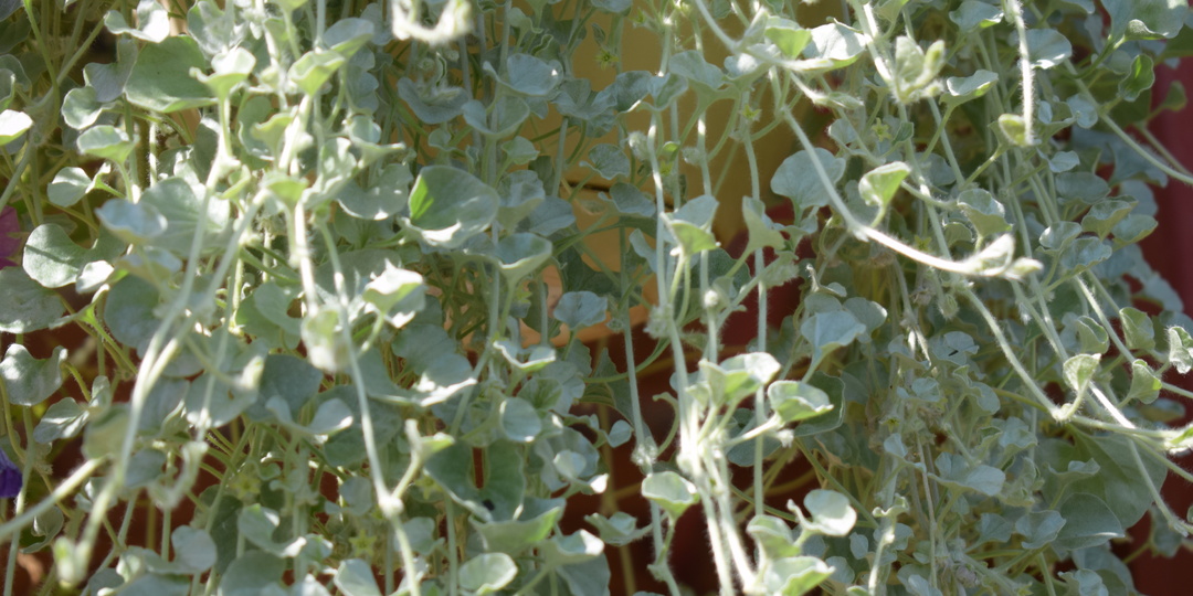 Как сохранить черенок дихондры зимой в квартире?