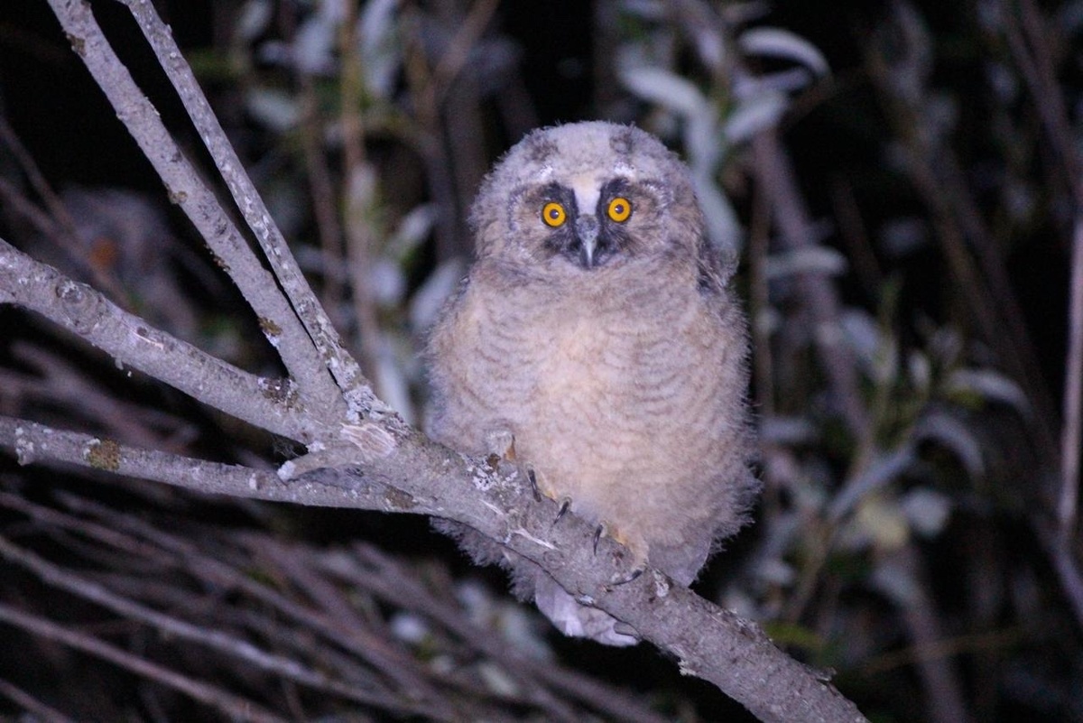 Фото из архива аспирантки БИ ТГУ Анастасии Сырцовой