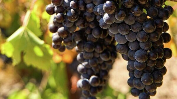    © Соцсети главы РК Сергея Аксенова