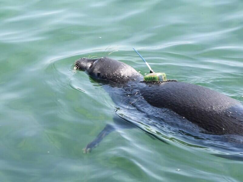 © Фото: baikalfoundation