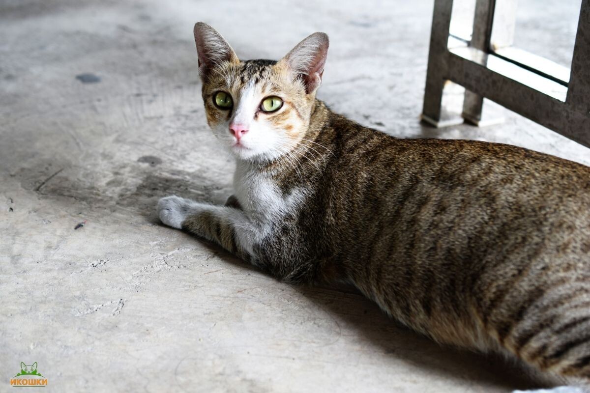 Беременная кошка 