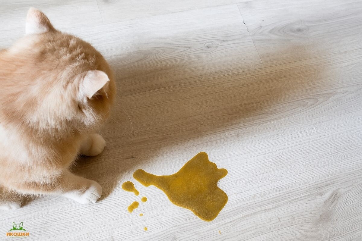 Может ли у кошки быть рвота при беременности 