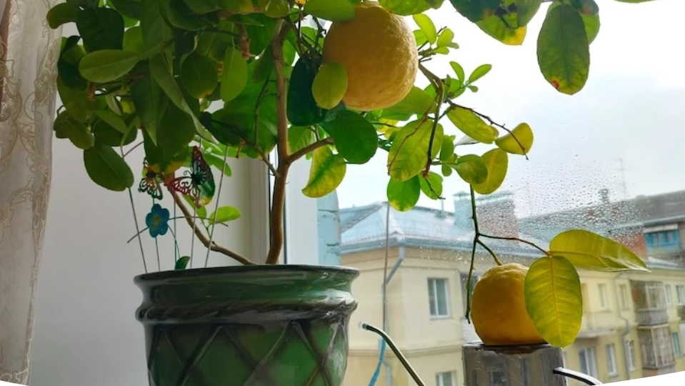 Уход за цитрусовыми зимой в квартире: содержание и подготовка к холодам