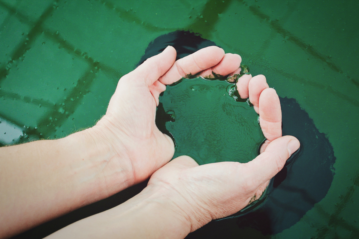 Vita Marija Murenaite/Unsplash📷Спирулина — продукт с наивысшим содержанием белка на планете